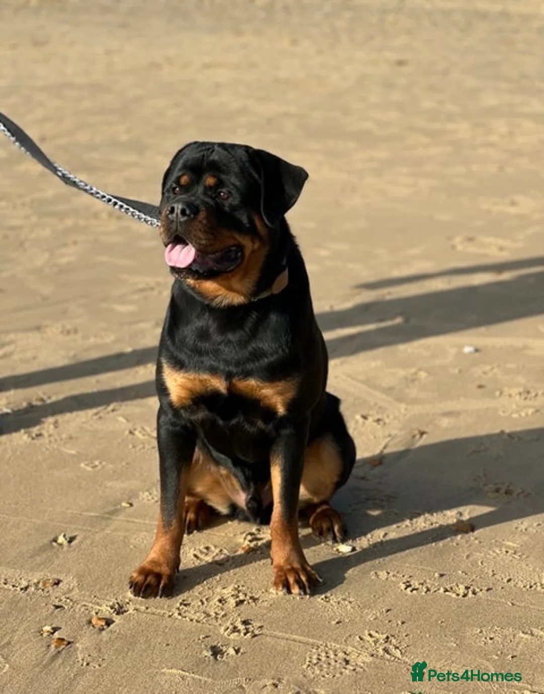 Rottweiler dogs for stud: HEALTH TESTED & HIP/ELBOW SCORED KC REG STUD in Witney - Advert 1