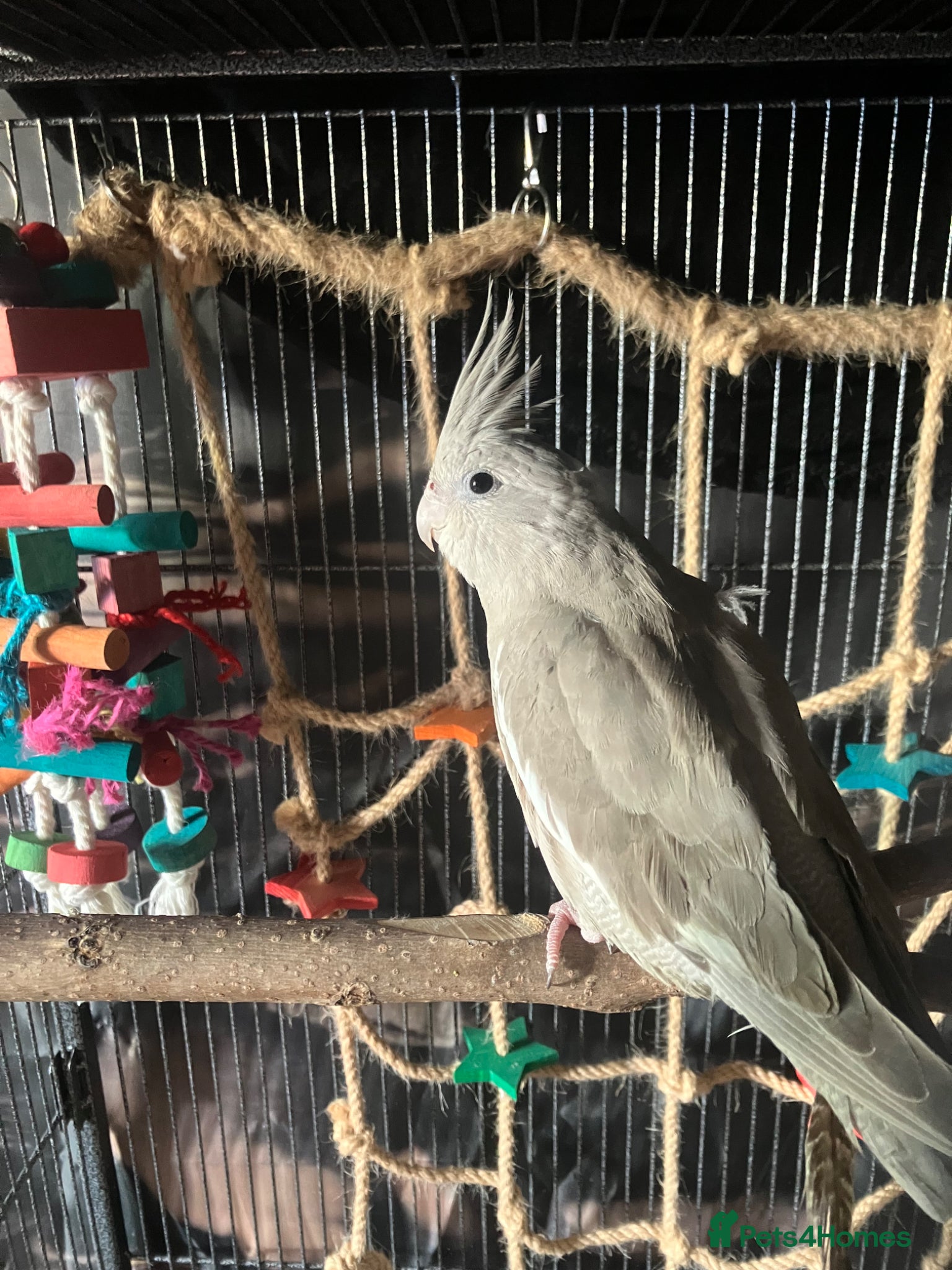 Cockatiels birds 8 month old female cinnamon pied cockatiel - Advert 2