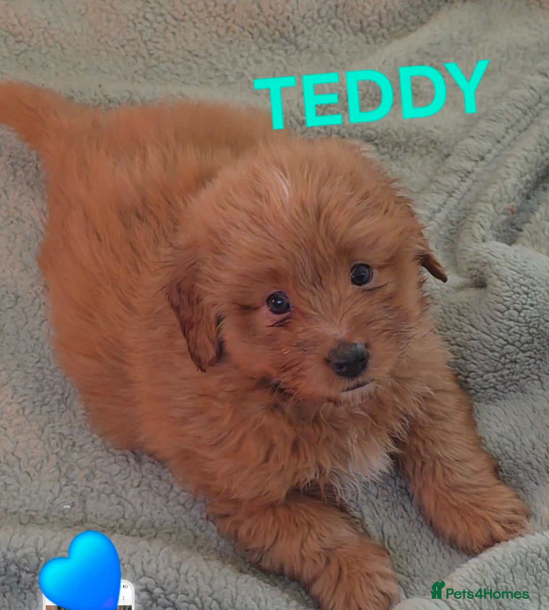 Mixed Breed dogs Maltipoo puppies  - Advert 2