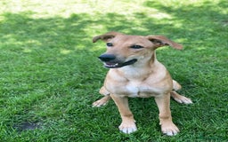 Mixed Breed dogs for adoption: 💖🐶 BAMBY 🐶💖 - Image 13