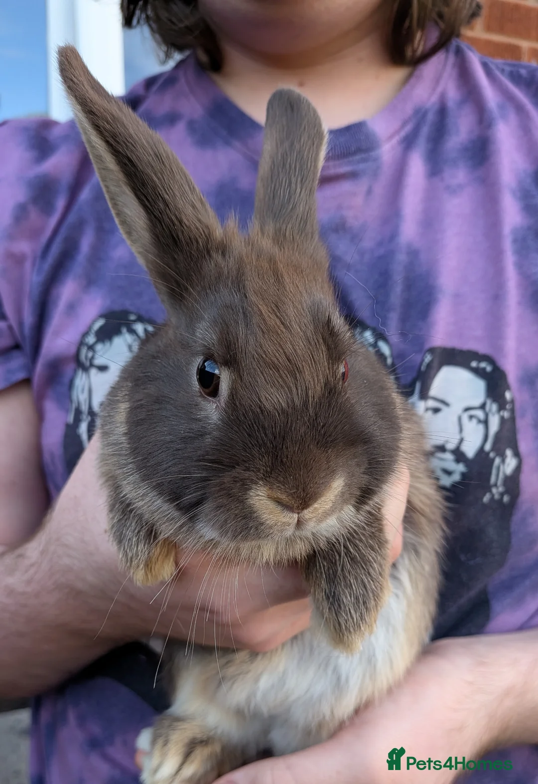 Mixed Breed rabbits for sale: Lionhead and Satin 12week old rabbits - Advert 2