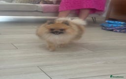 Pomeranian dogs for sale: Male Pomeranian 13 months old  - Image 3