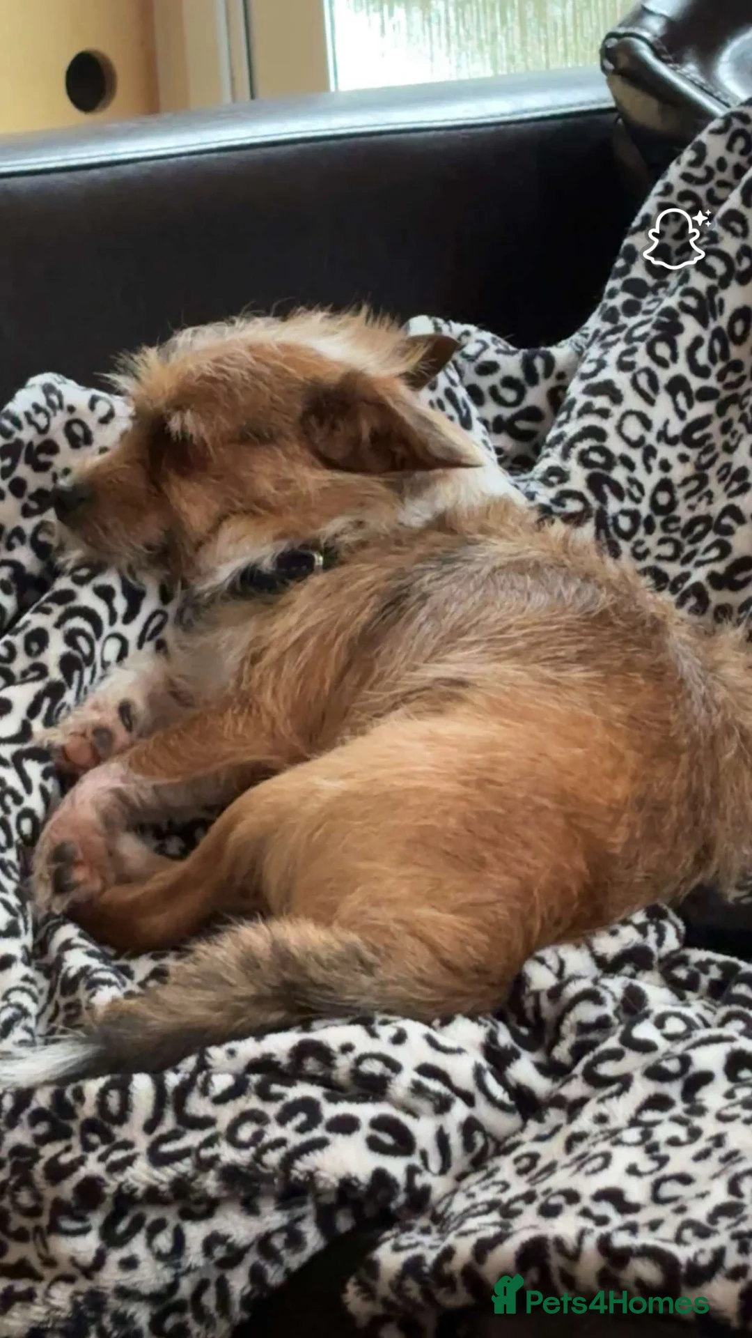 Mixed Breed dogs for sale: biscuit in Holywell - Advert 4