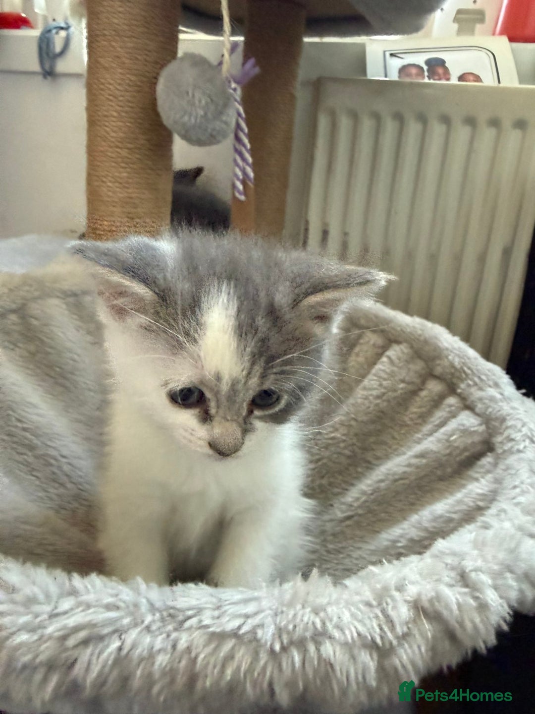 Mixed Breed cats for sale: Grey Kittens🐾🤍 - Advert 11