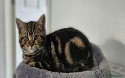 Mixed Breed cats for sale: 6 kittens for sale - Advert 5