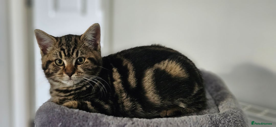 Mixed Breed cats for sale: 6 kittens for sale - Advert 5