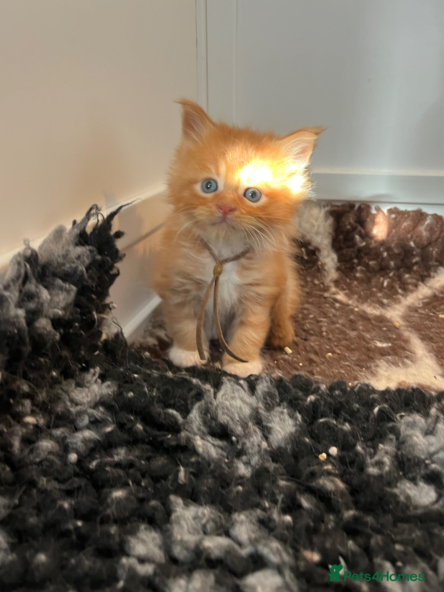 Maine Coon cats Pedigree Maine coon kittens  - Advert 2