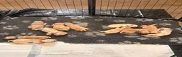 Mixed Breed dogs for sale: Labrador x visla puppies (Visladors) - Advert 11