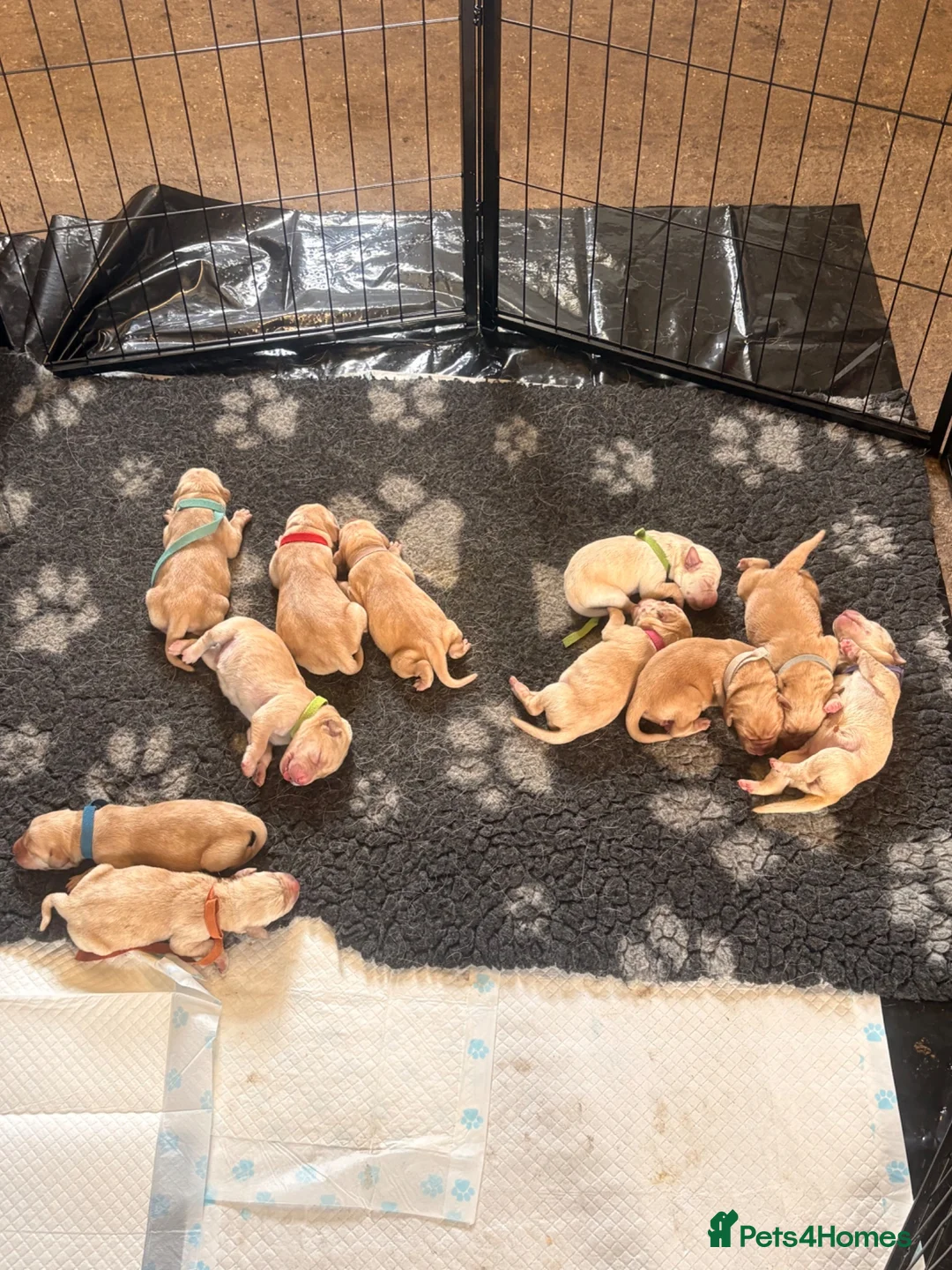 Mixed Breed dogs for sale: Labrador x visla puppies (Visladors) - Advert 11