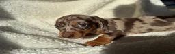 Miniature Dachshund dogs for sale: Beautiful miniature dachshund puppies  - Advert 19