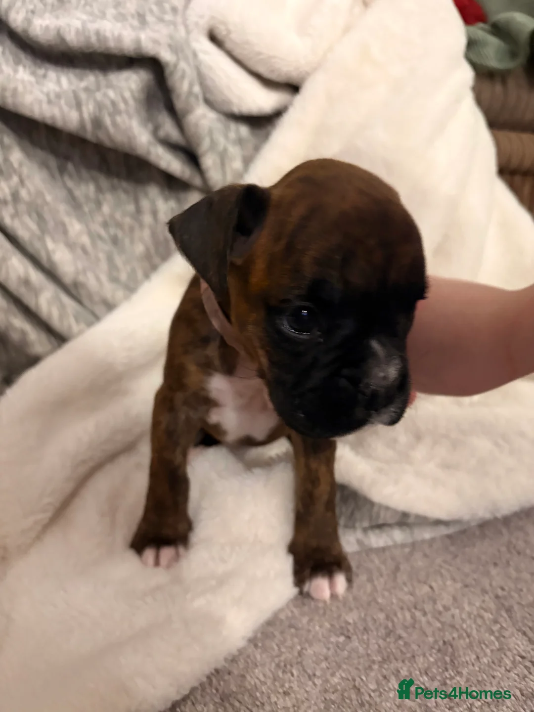 Boxer dogs for sale: READY NOW. LAST GIRL 🐶  - Advert 15