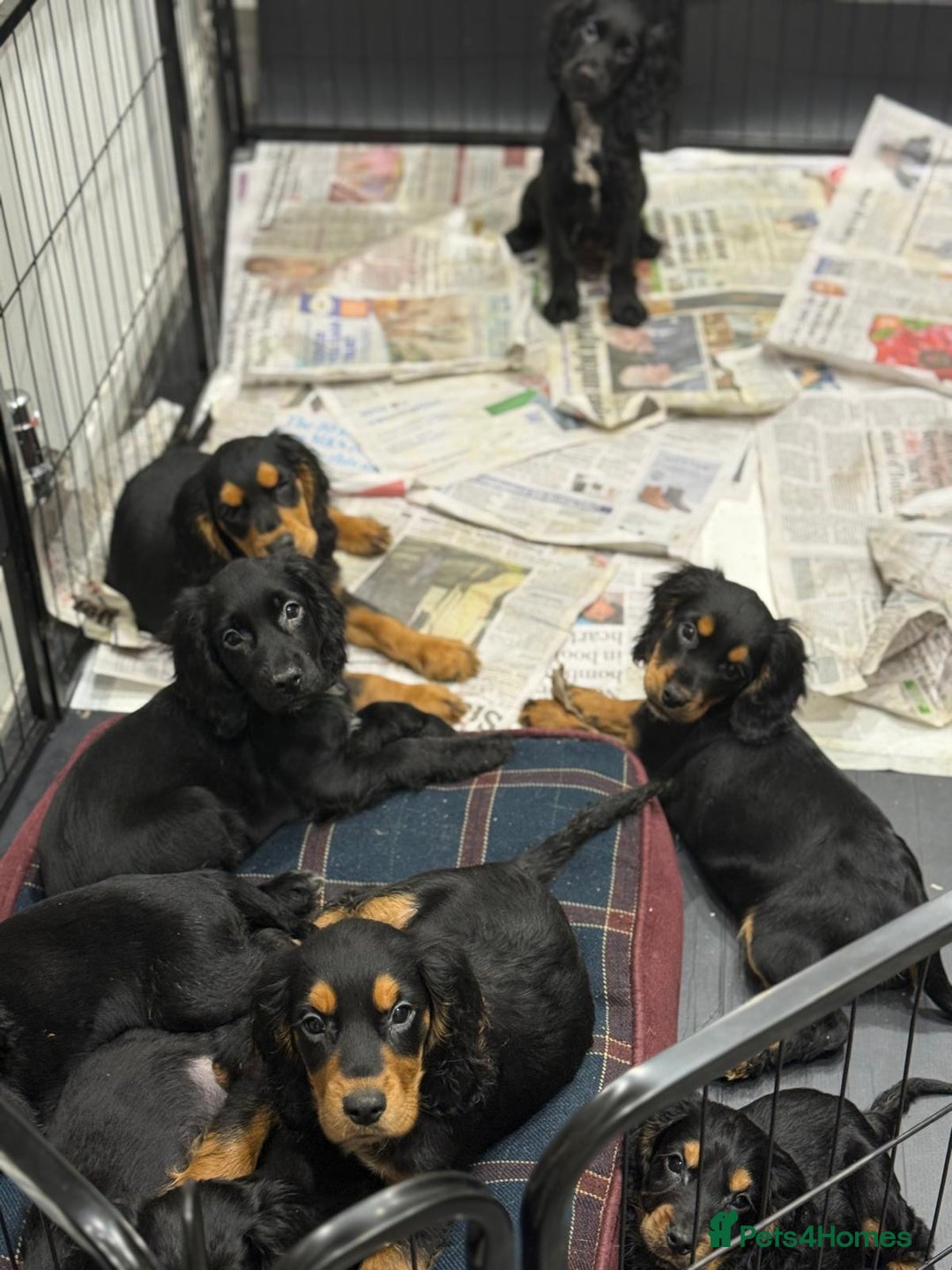 Cocker Spaniel dogs for sale: Cocker Spaniel Puppies  - Image 4