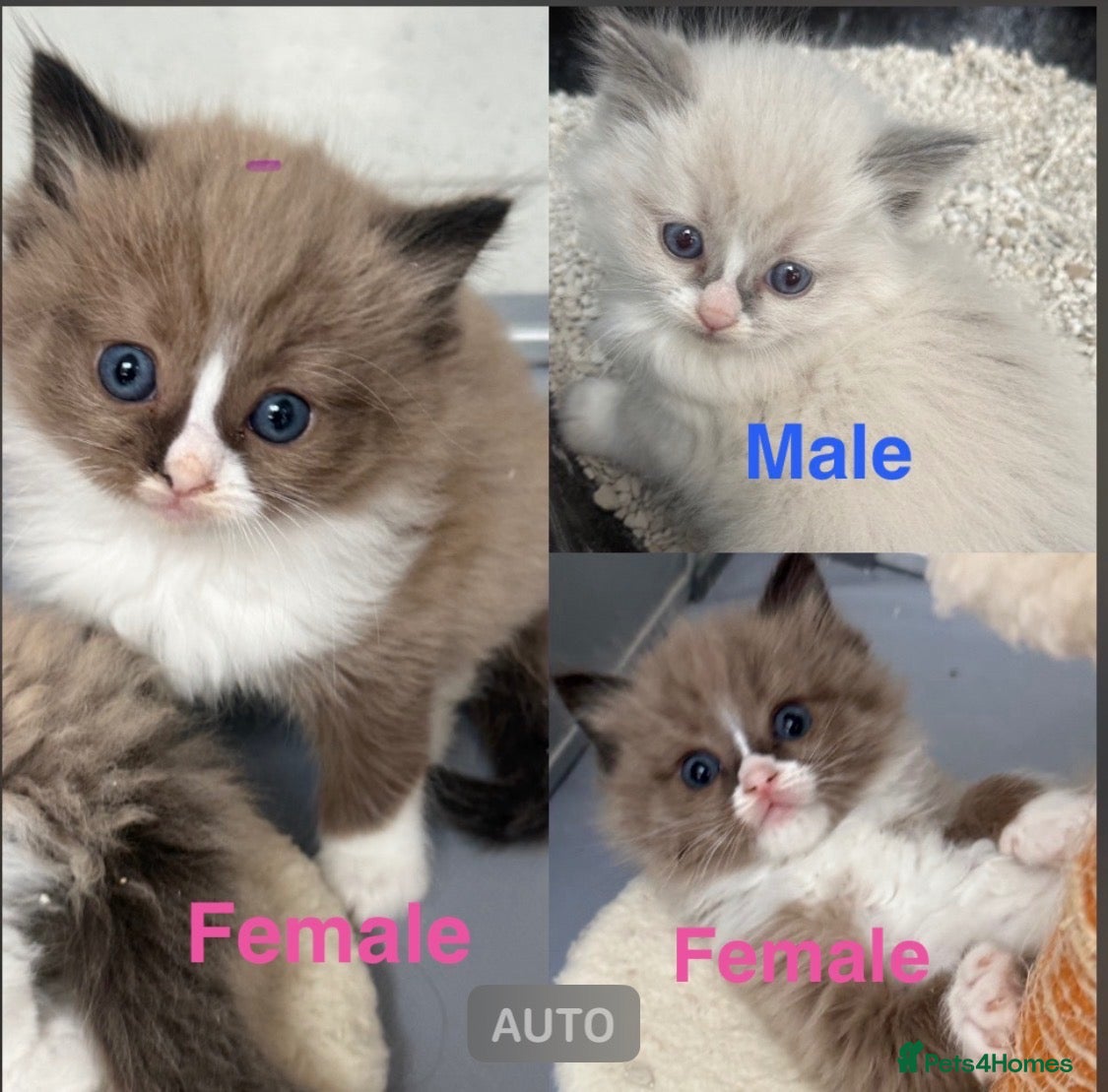 Ragdoll cats Full breed mink ragdoll kittens - Advert 3