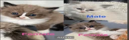 Ragdoll cats for sale: Full breed mink ragdoll kittens - Advert 1