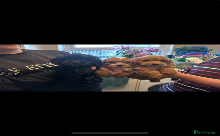 Cockapoo dogs - Advert 1
