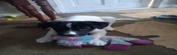 Mixed Breed dogs for sale: Huskita (husky X Japanese akita) puppies  in Bedford - Advert 9
