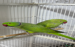 Ringnecks birds for sale: Breeding Pair Of Indian Ringneck Parrots - Image 6