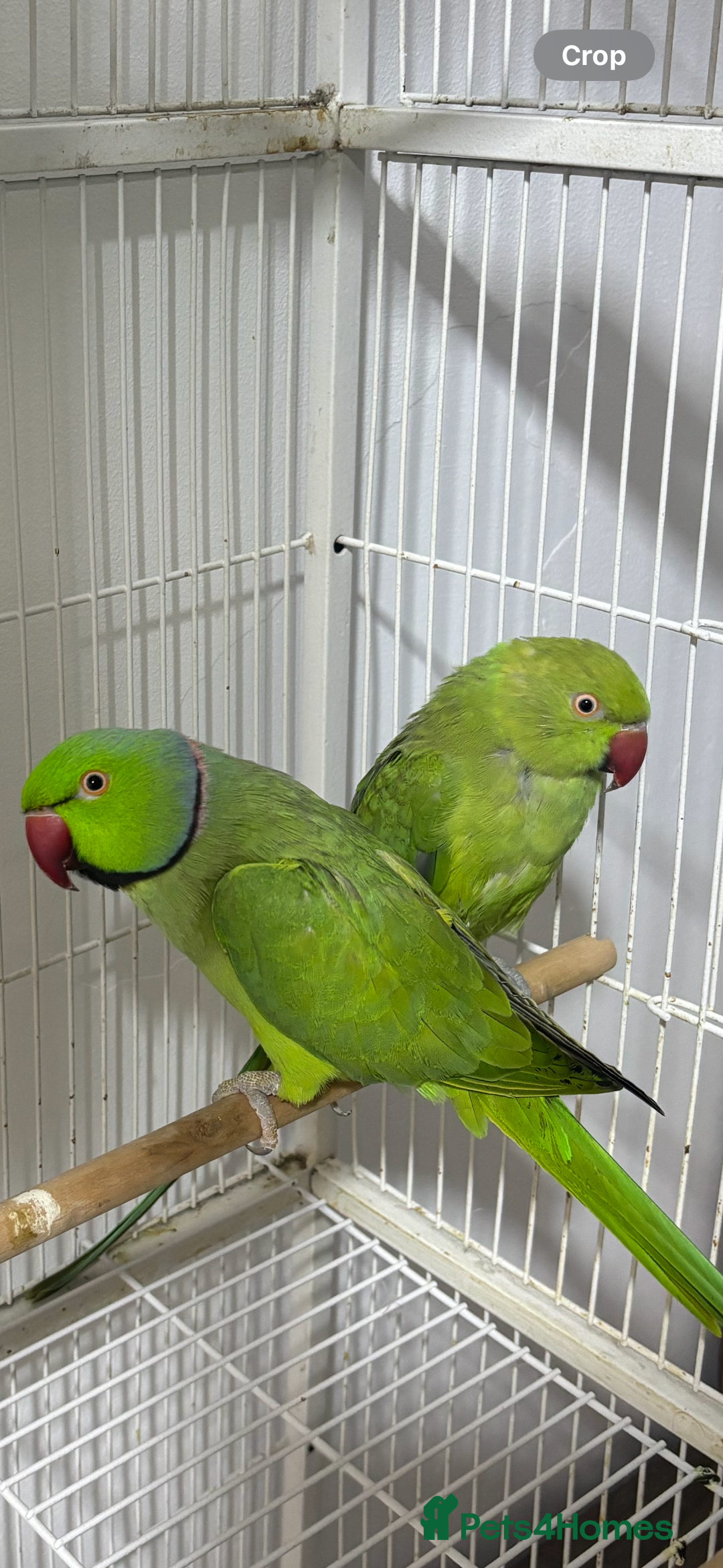 Ringnecks birds for sale: Breeding Pair Of Indian Ringneck Parrots - Image 6