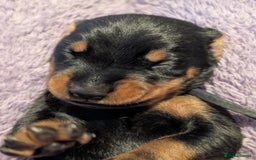 Dobermann dogs for sale: Doberman puppies  - Image 1