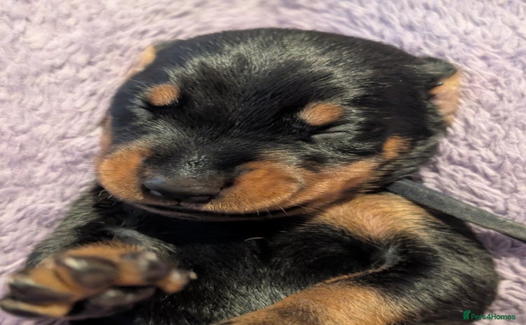 Dobermann dogs - Advert 2