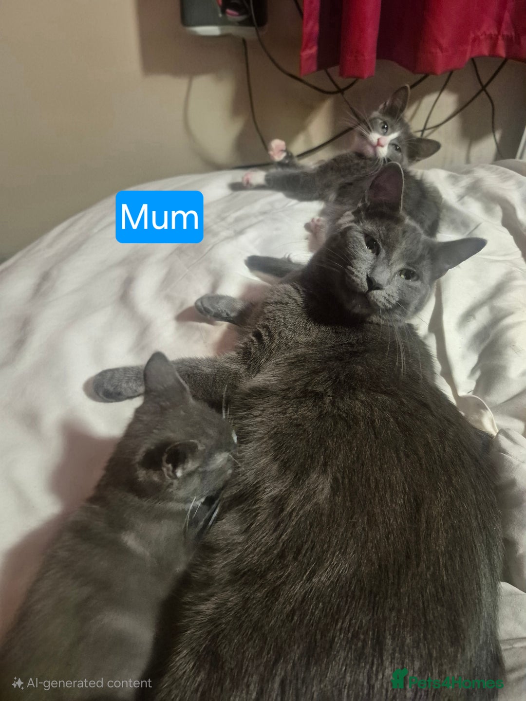 Russian Blue cats for sale: 2 Beautiful Russian Blue X kittens - Image 9