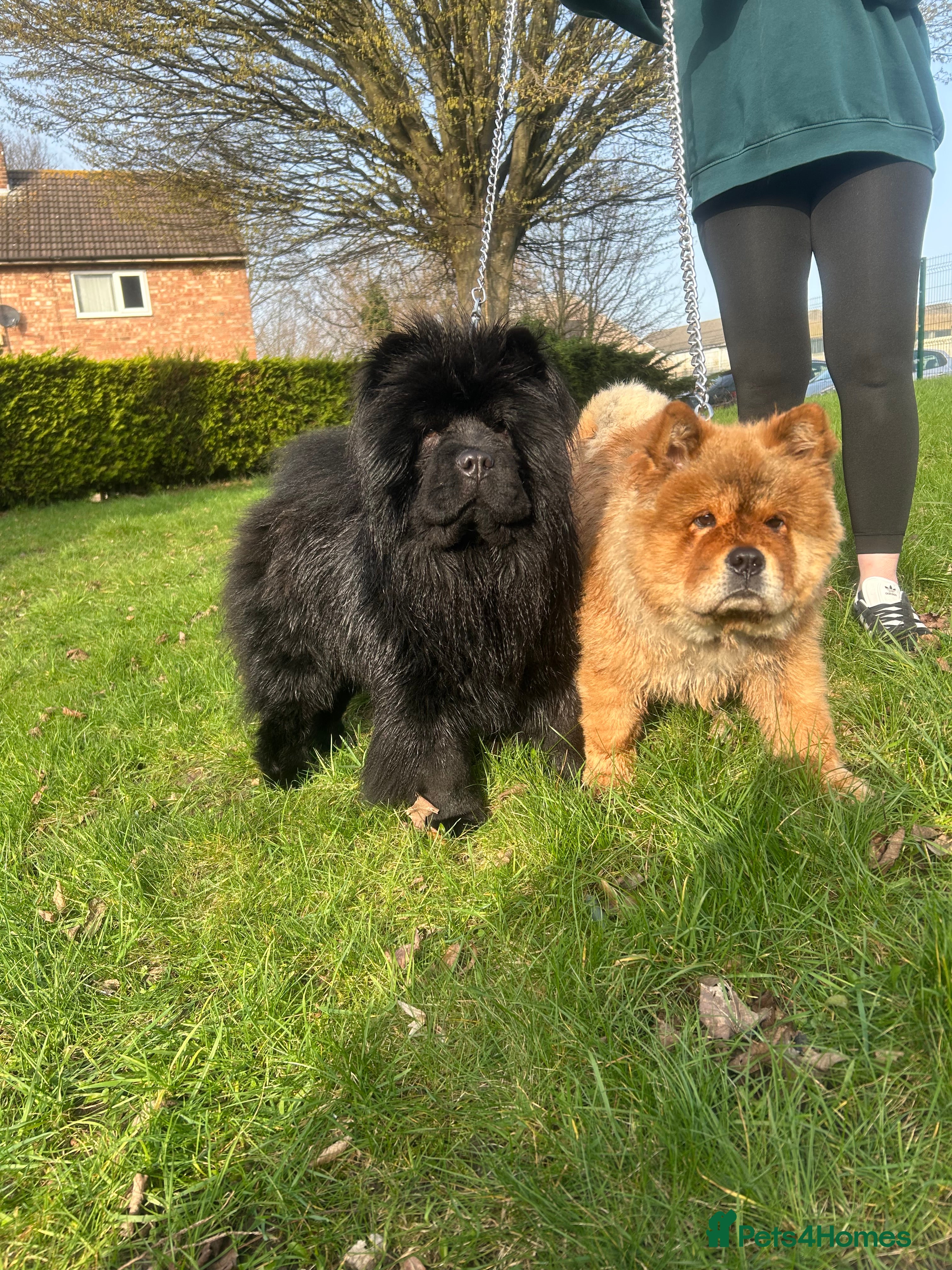 Chow Chow dogs male and a female chow chow, full KC paperwork in Doncaster - Advert 6