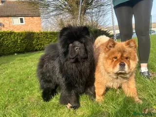 Chow Chow dogs male and a female chow chow, full KC paperwork in Doncaster - Advert 1