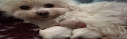 Maltese dogs for sale:  Beautiful maltese - Advert 18