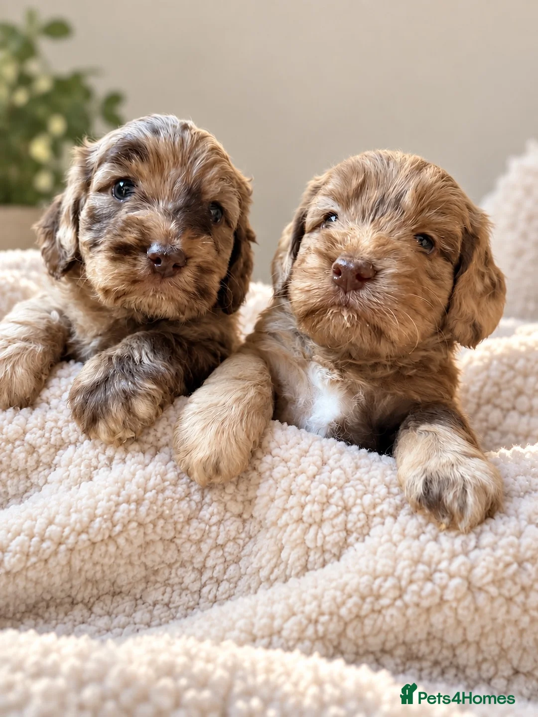 Cockapoo dogs for sale: Super Quality Cockerpoos  - Advert 1
