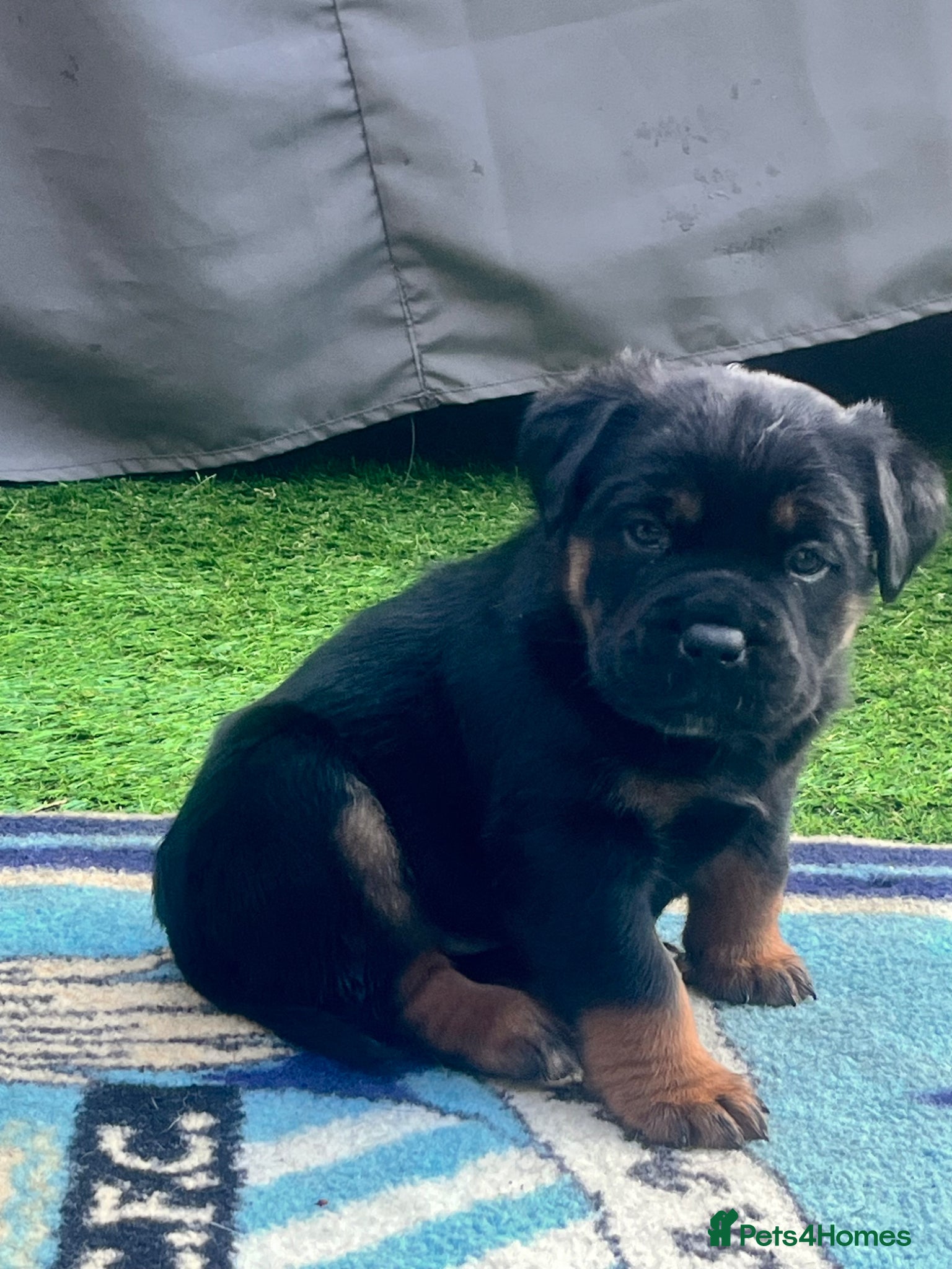 Rottweiler dogs Beautiful Chunky Rottweiler Puppys - Advert 3