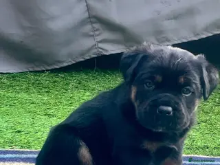 Rottweiler dogs Beautiful Chunky Rottweiler Puppys - Advert 2