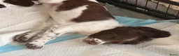 English Springer Spaniel dogs for sale: 1 working English springer spaniels - Advert 15