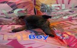 Belgian Shepherd Dog dogs for sale: Belgian shepherd's  - Image 6