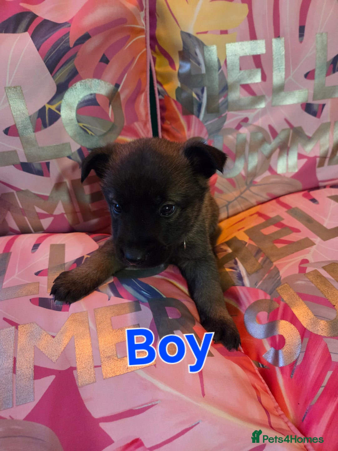 Belgian Shepherd Dog dogs for sale: Belgian shepherd's  - Image 6