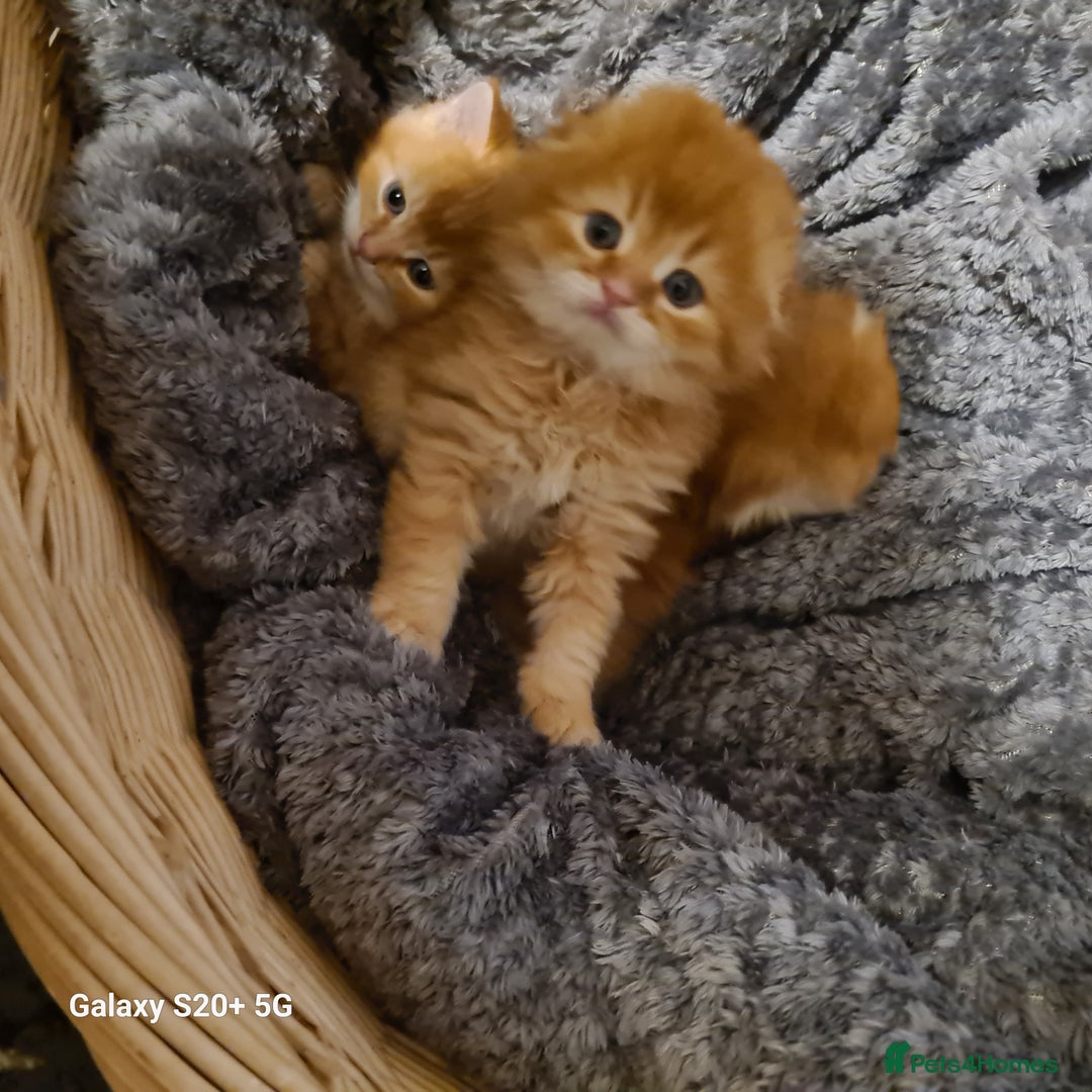 Scottish Fold cats for sale: Scottish fold looking for forever home - Image 4