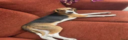 Beagle dogs for sale: Lupin - Beautiful tri-colour Beagle - Advert 4