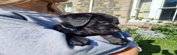 Labrador Retriever dogs for sale: Black Labrador Puppies, Kennel Club Registered - Advert 11