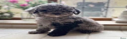Toy Poodle dogs for sale: Exceptional KC Registered Toy Poodle Puppies - Advert 13