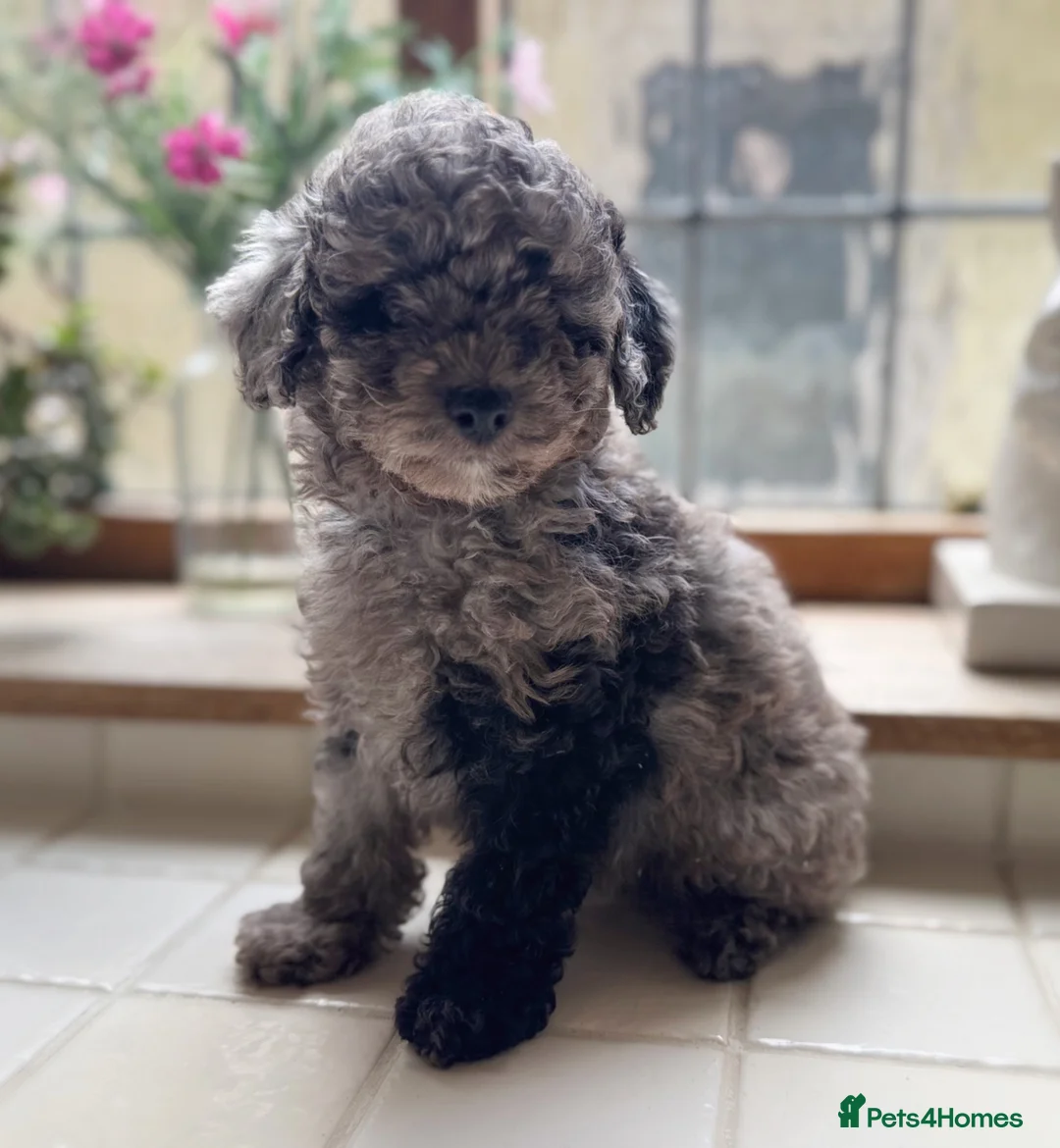 Toy Poodle dogs for sale: Exceptional KC Registered Toy Poodle Puppies - Advert 13