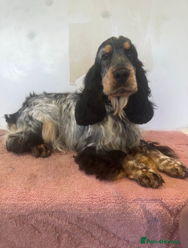 Cocker Spaniel dogs Outstanding Show Type cocker spaniels  - Advert 2