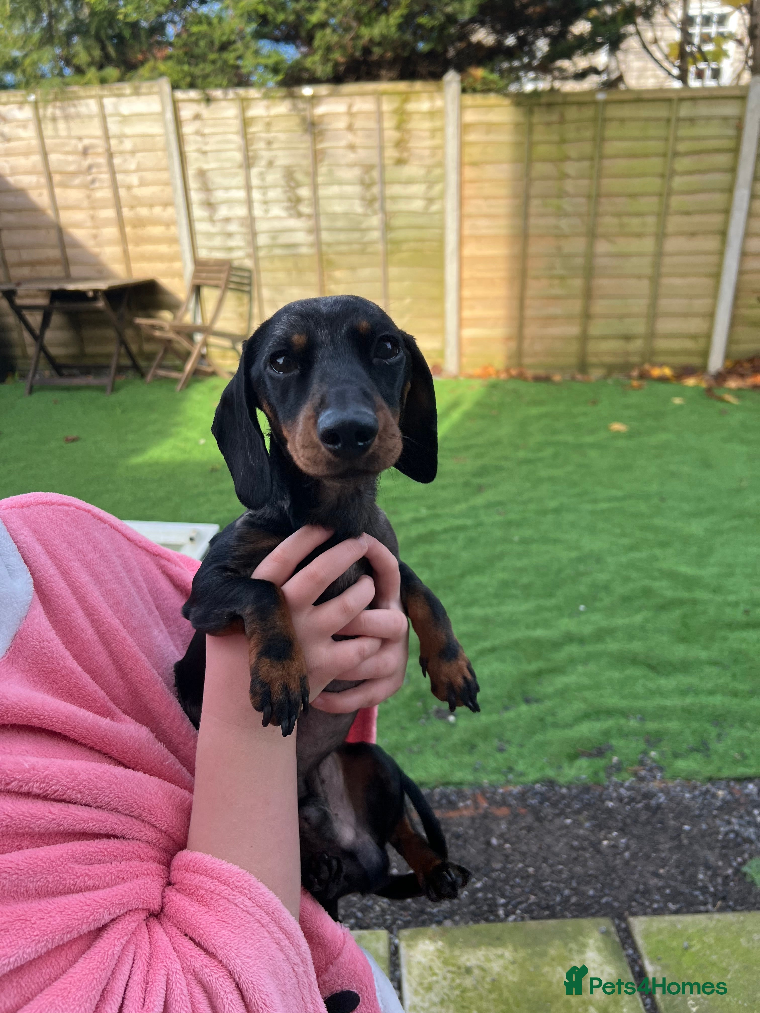 Miniature Dachshund dogs KC Registered Miniature Dachshund Male 4 Years Old - Advert 8