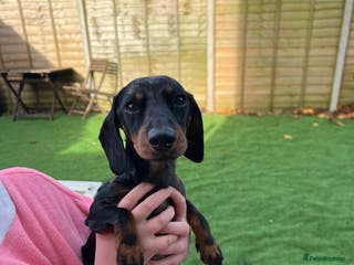 Miniature Dachshund dogs KC Registered Miniature Dachshund Male 4 Years Old - Advert 10