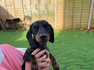 Miniature Dachshund dogs KC Registered Miniature Dachshund Male 5 Years Old - Advert 5