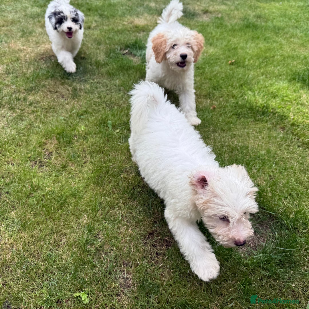 Cavapoo dogs for sale: FULLY VACCINATED Cavapoo Pups LICENSED BREEDER in Southampton - Image 10
