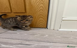 British Longhair cats for sale: Scottish Straights Longhair and Shorthair - Image 18