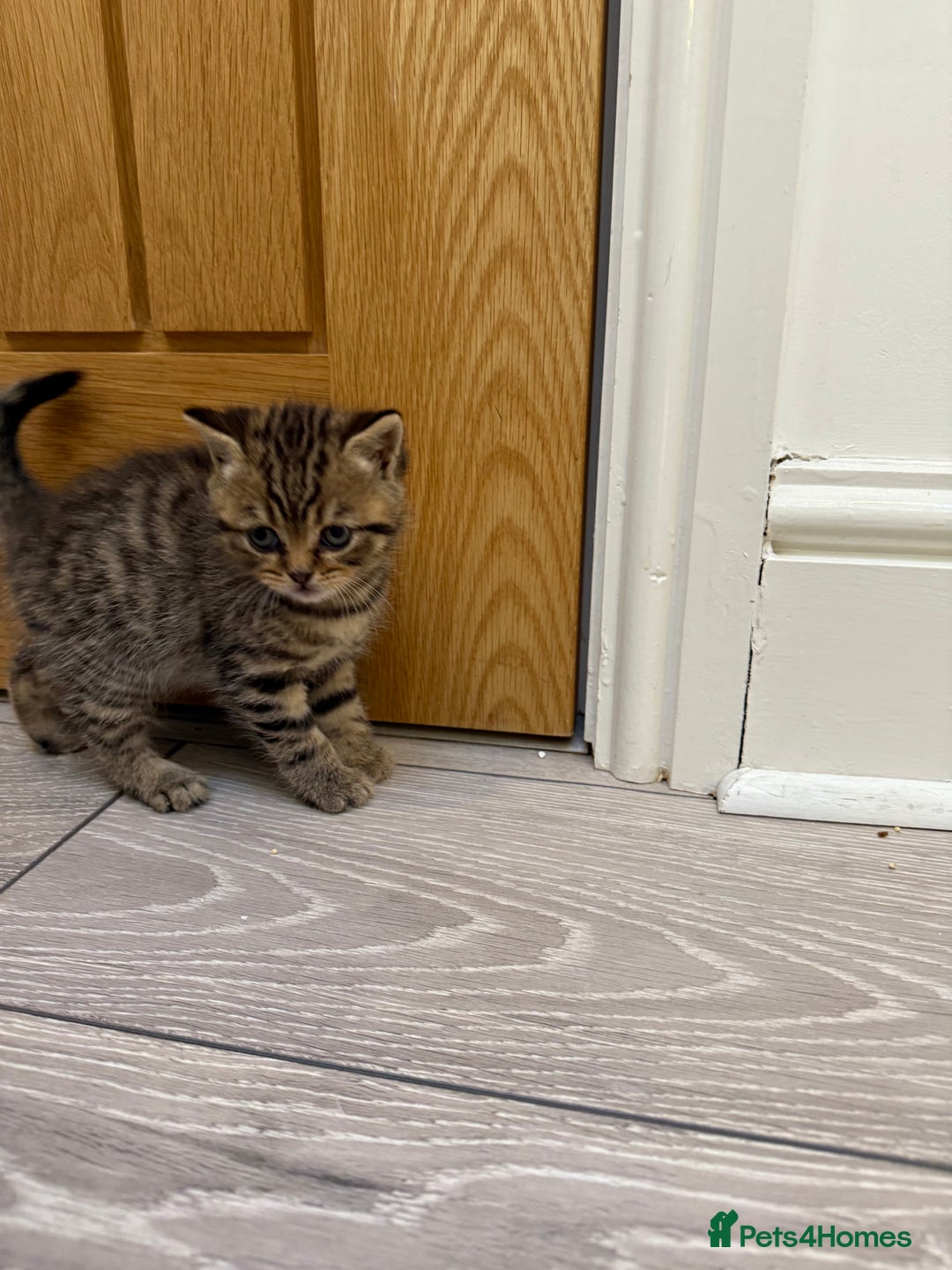 British Longhair cats for sale: Scottish Straights Longhair and Shorthair - Image 18