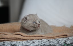 British Shorthair cats for sale: 🩶🐈🐾 Stunning BSH Kittens 🩶🐈🐾 - Image 1