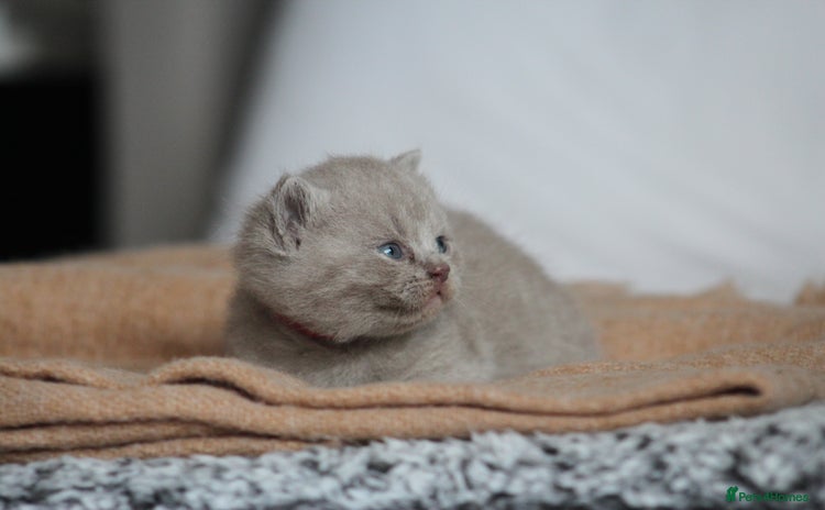 British Shorthair cats - Advert 11