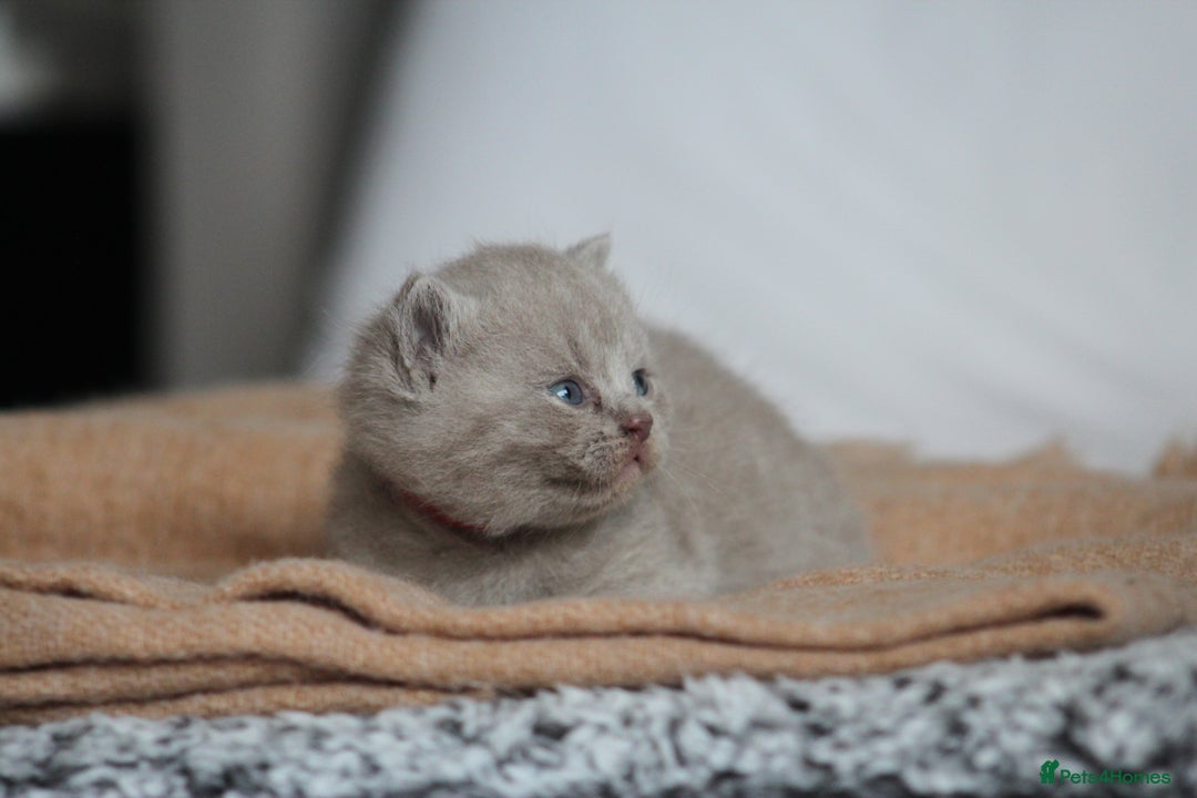 British Shorthair cats for sale: 🩶🐈🐾 Stunning BSH Kittens 🩶🐈🐾 - Image 1