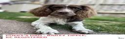 English Springer Spaniel dogs for sale: STUNNING SPRINGER SPANIEL PUPPIES - Advert 2